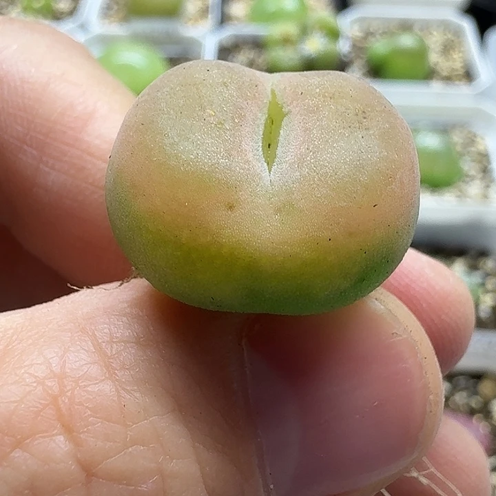 老马生石花o泡1703