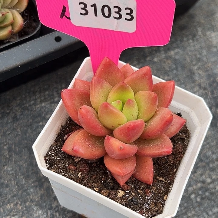 冬***梅糖心     31033号