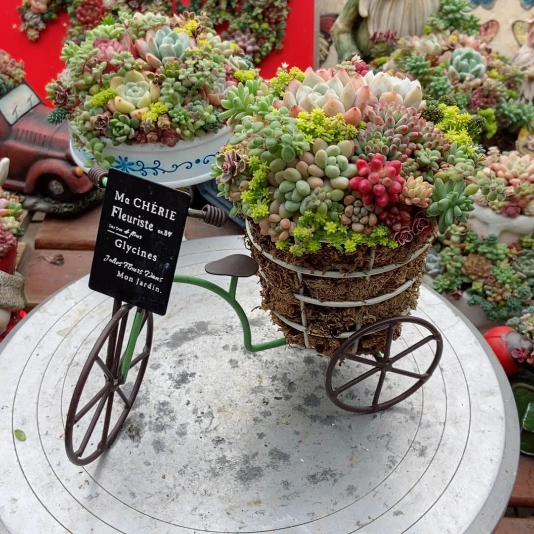 自行车带植物成品发货