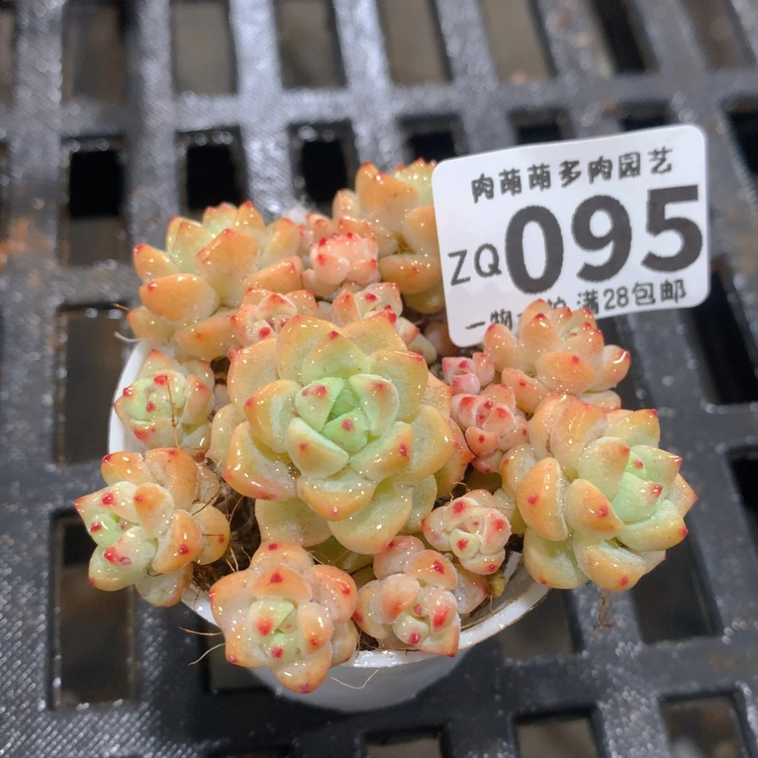 肉萌萌拇指盆精控多肉ZQ095