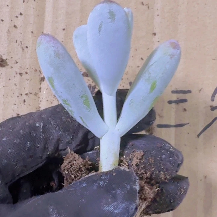 乒乓福娘两米三颗