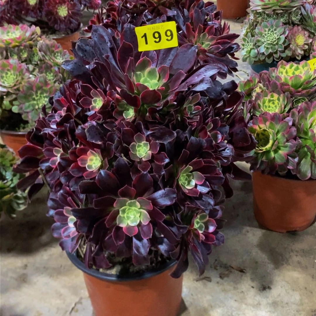 用****2多肉0000199金丝雀