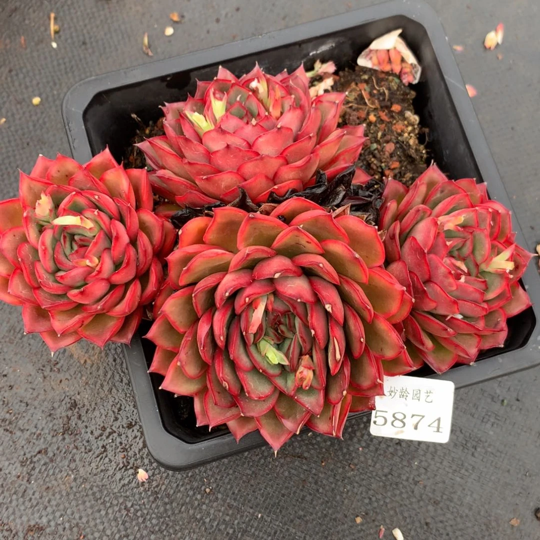 5874杂交精品基地20厘米