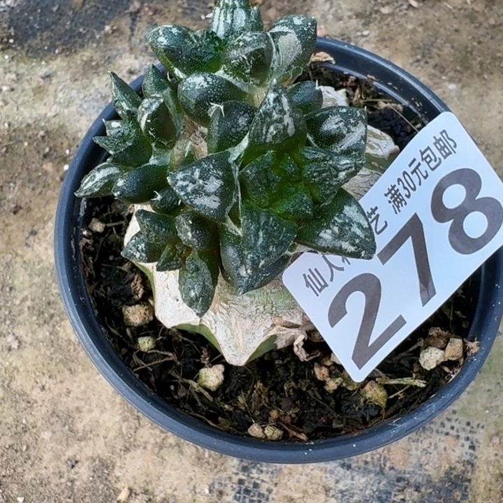 无花朵278苗接龙角牡丹群