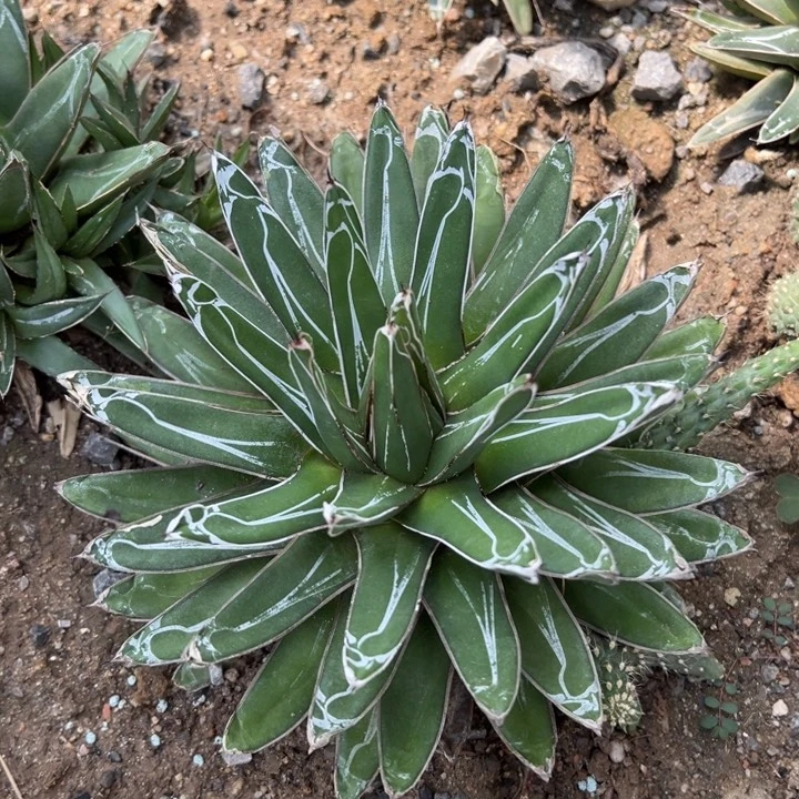 世之雪一棵冠幅大约20公分叶片厚人字形纹路漂亮