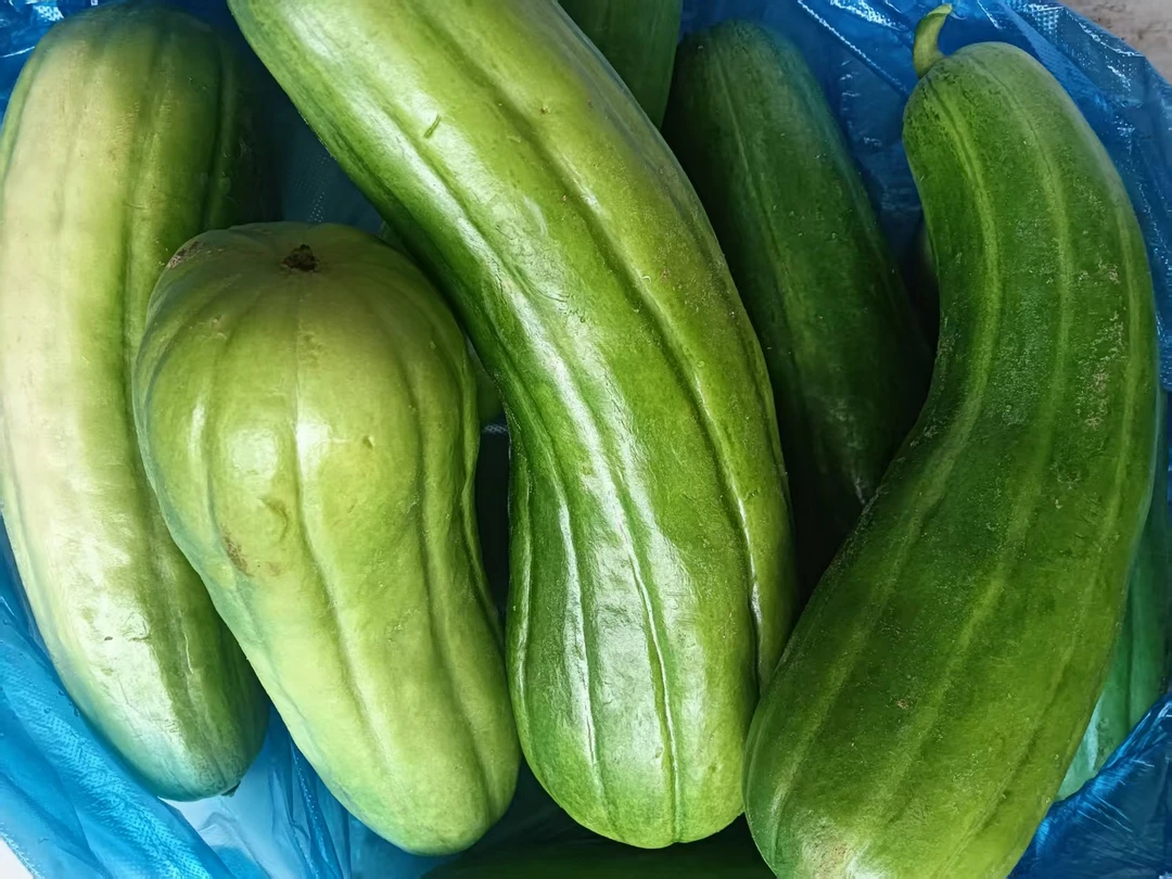 顺丰包邮石牌露天菜瓜