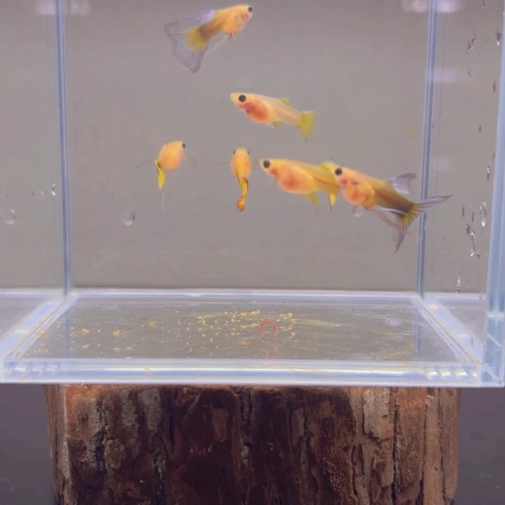孔雀鱼玻璃猫孔雀鱼5