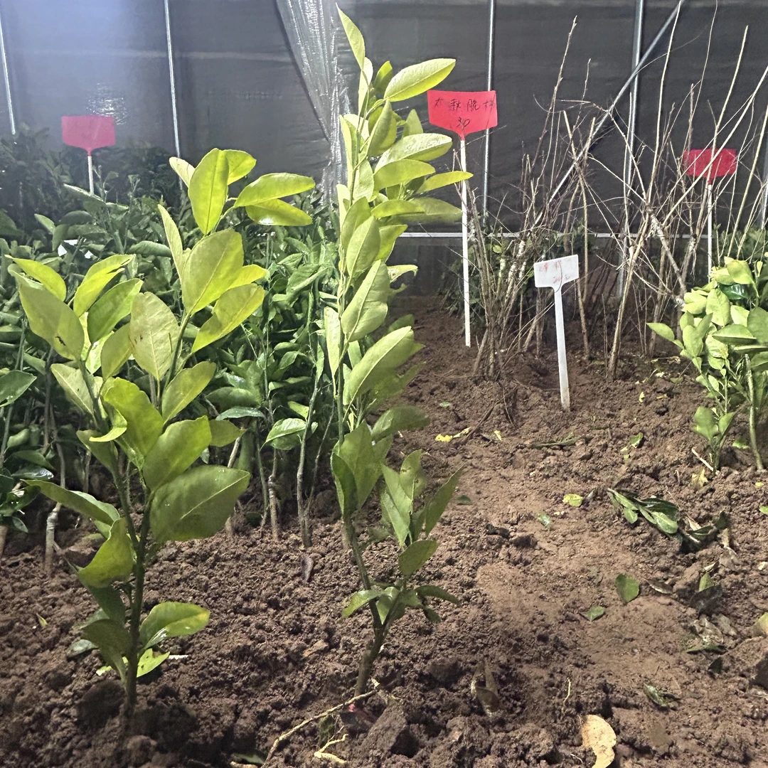 柚子哥果树苗一物一拍