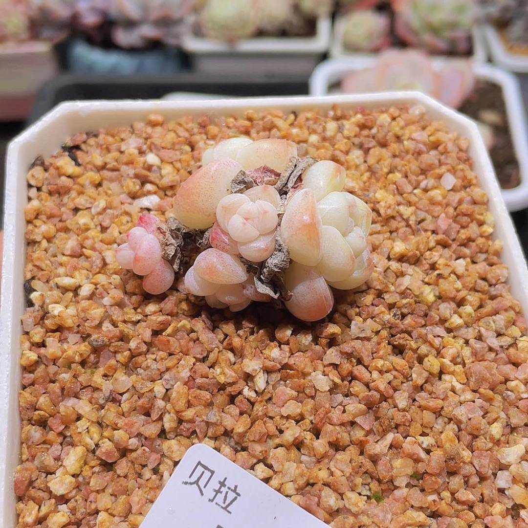 715 精品多肉一物一拍