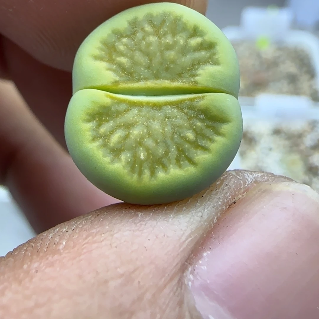 040 生石花大棚直播