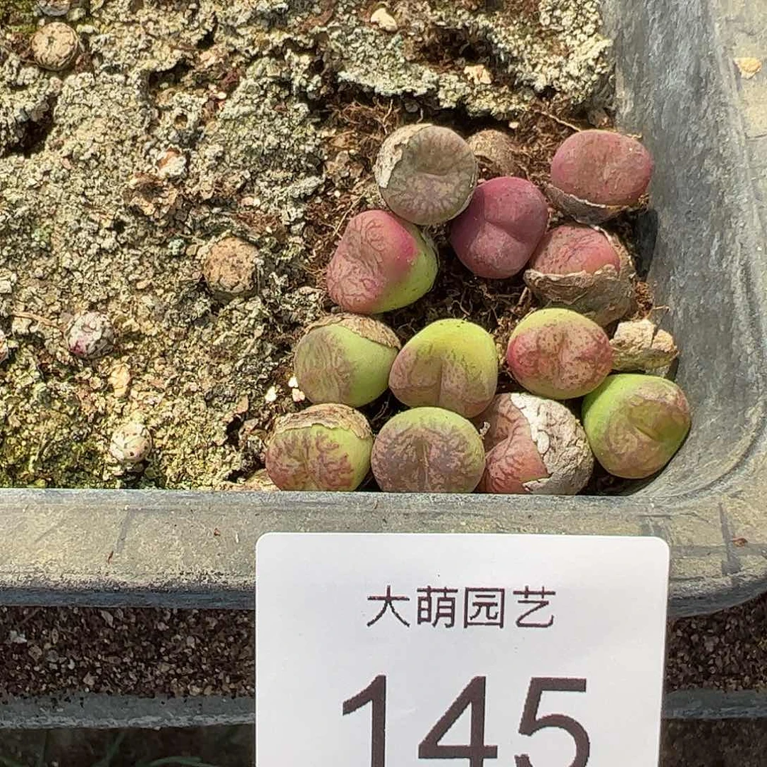 0000145量拍以下1颗毛杂