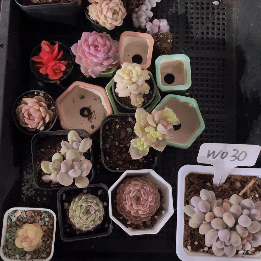我***呢可乐宝贝一物一拍