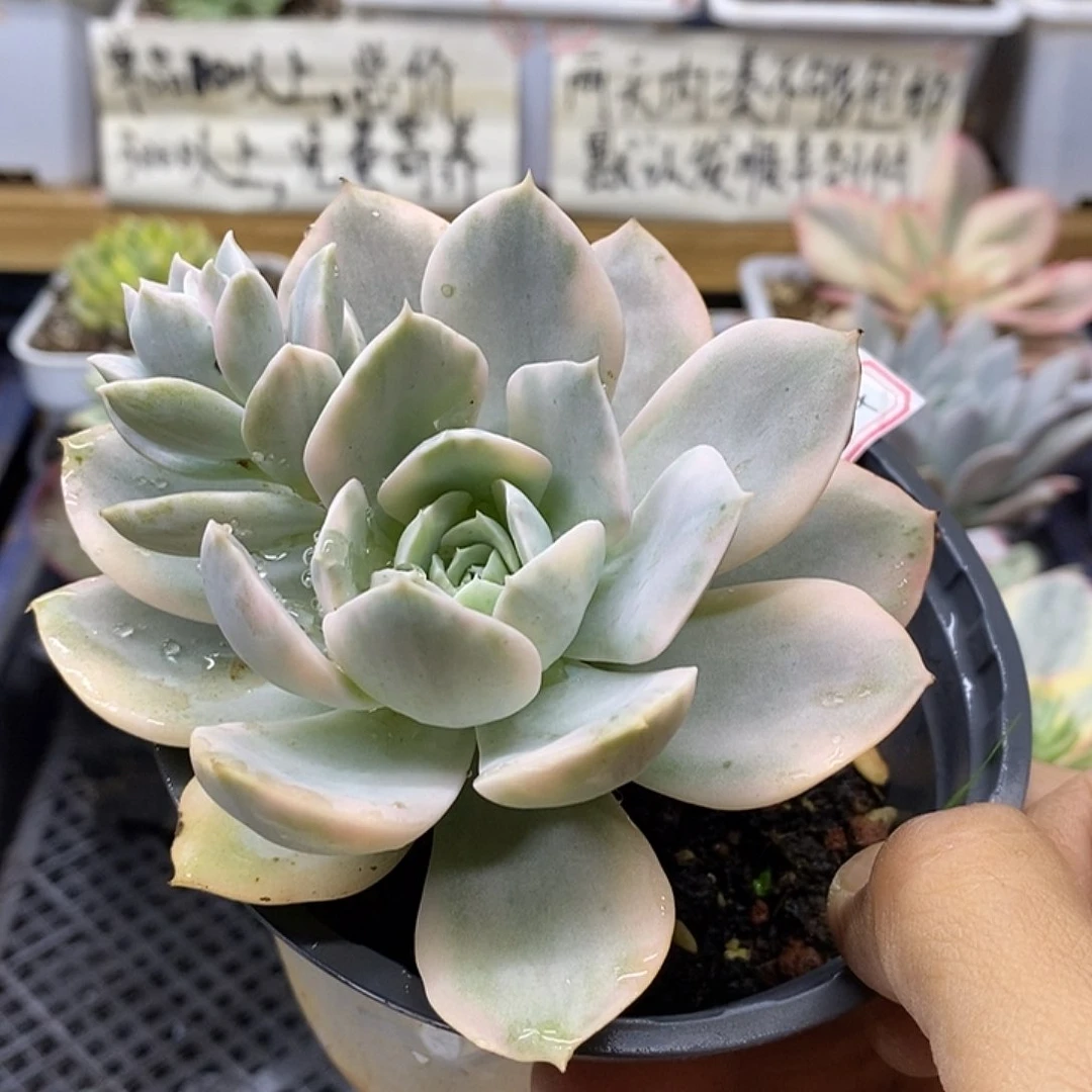 0494 鲁氏锦多肉
