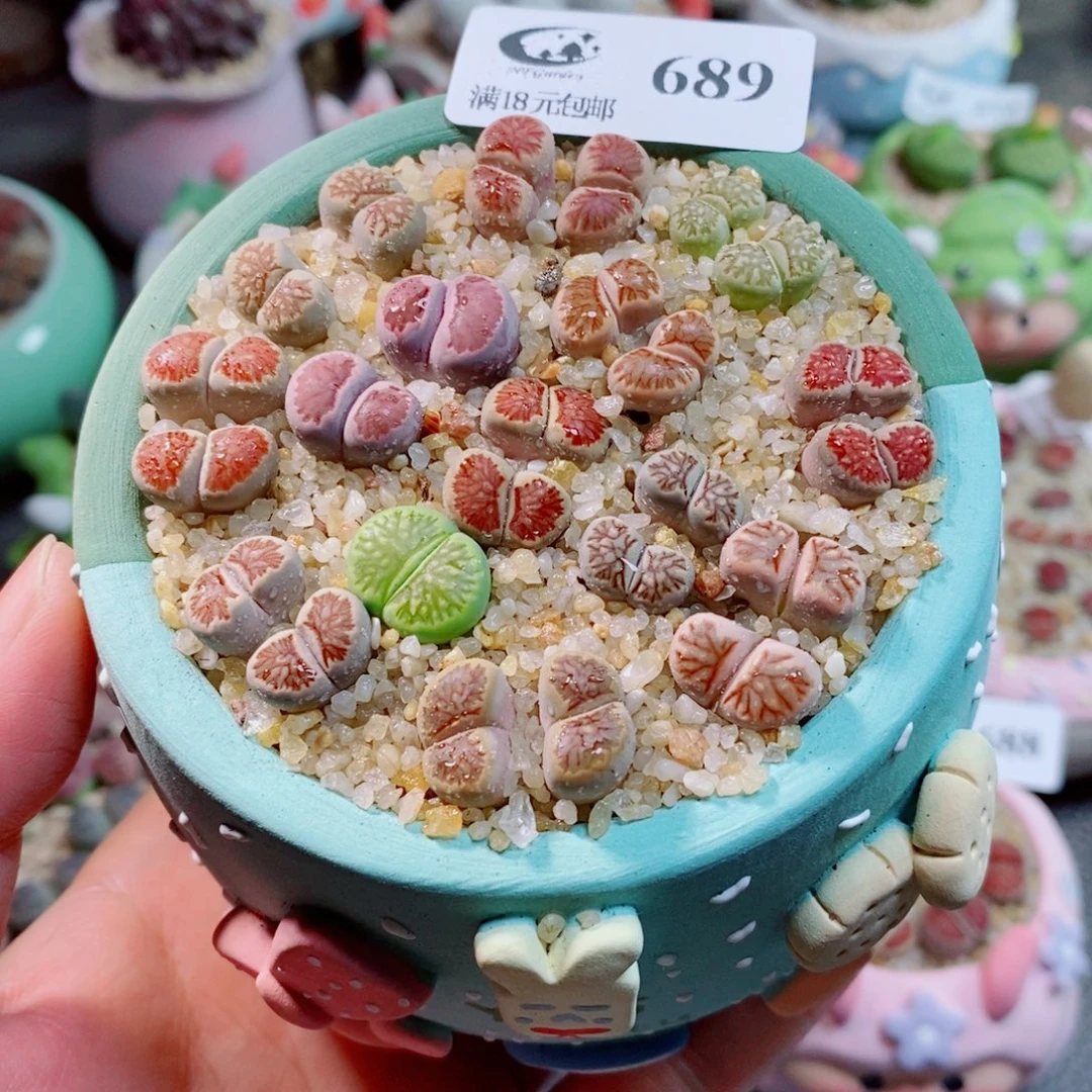 生石花花花花花花689
