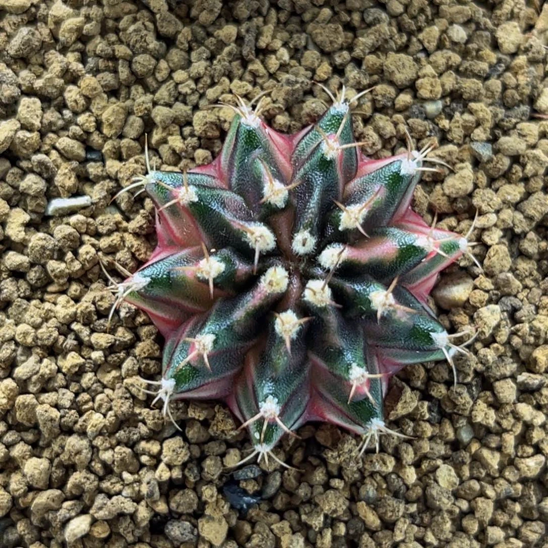 幻想曲 米哈仙人球