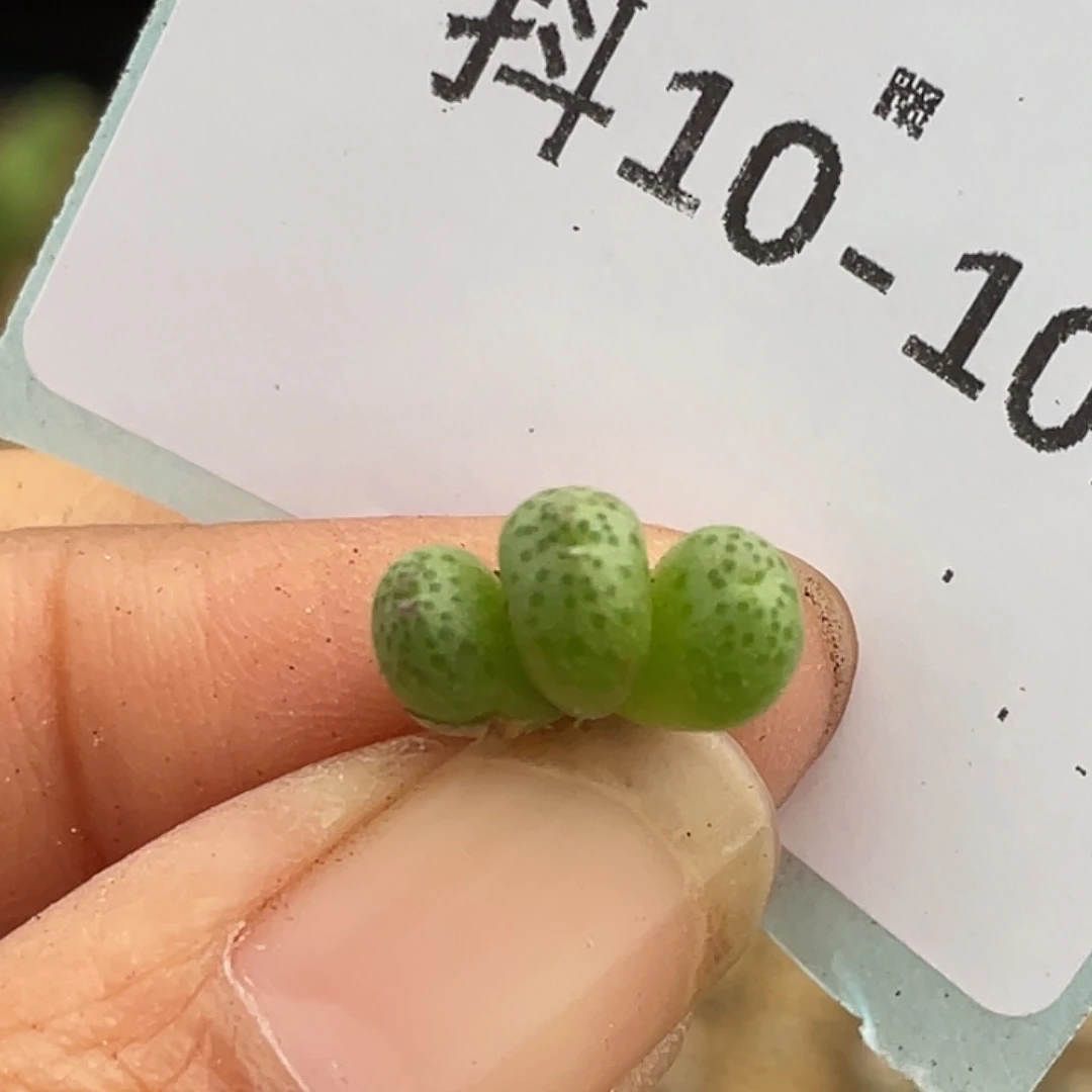 10-101草莓斑马多肉植物