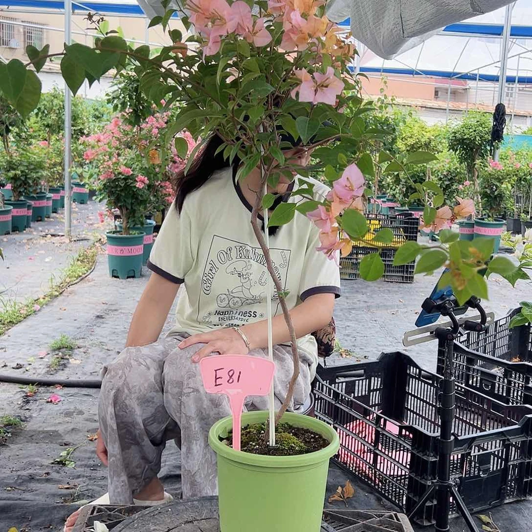 沉****大部分开放少量花苞E81金发女郎