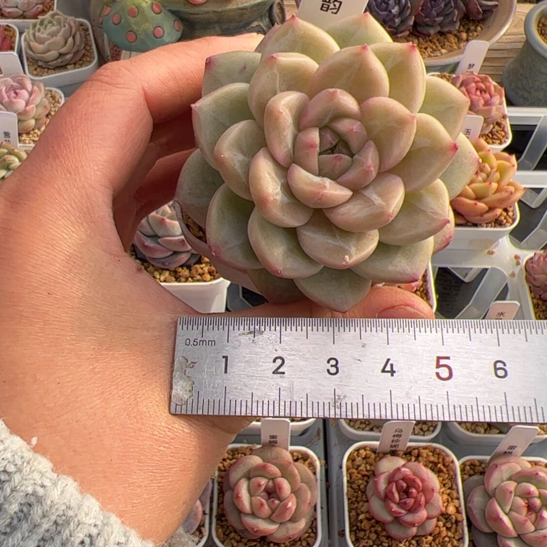 彼**克113 多肉植物组合盆栽