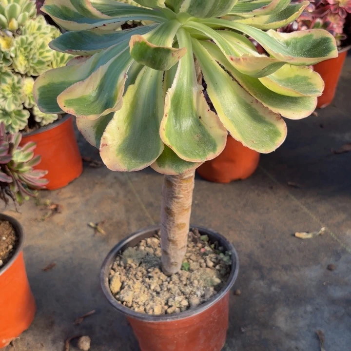 动***子瑞妈，，，。。燕姿锦，002