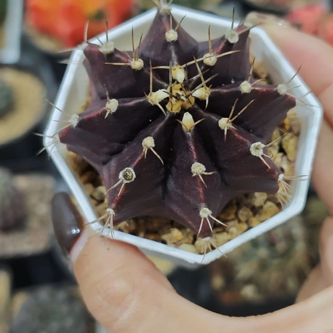 实生根皮色黑紫牡丹