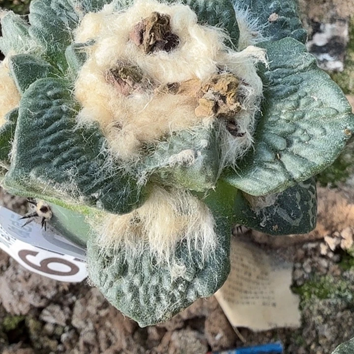 无花朵苗接龙角怒650