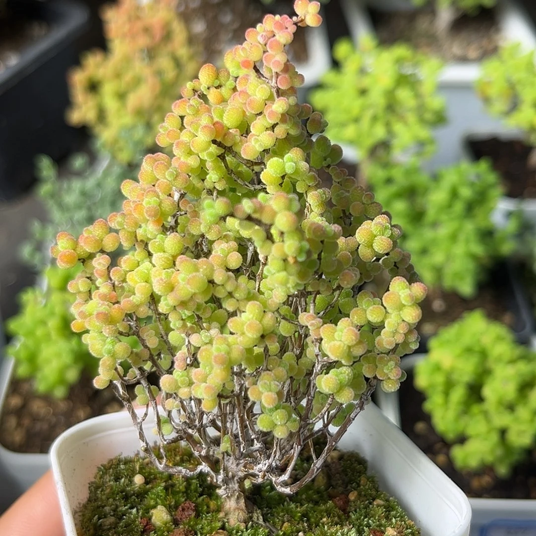 825蜜桔。