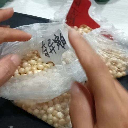 用***1无花朵特色花卉君子兰小苗