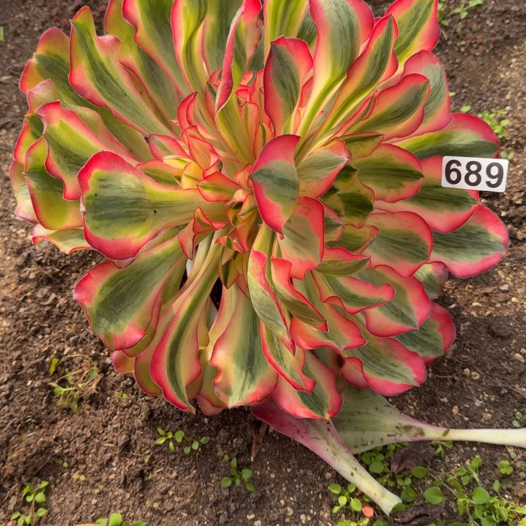 689多肉植物爱丽丝