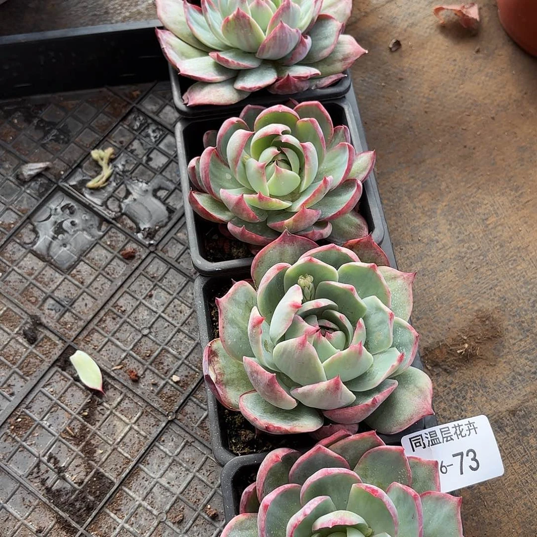 同温层多肉惊鸿73量拍