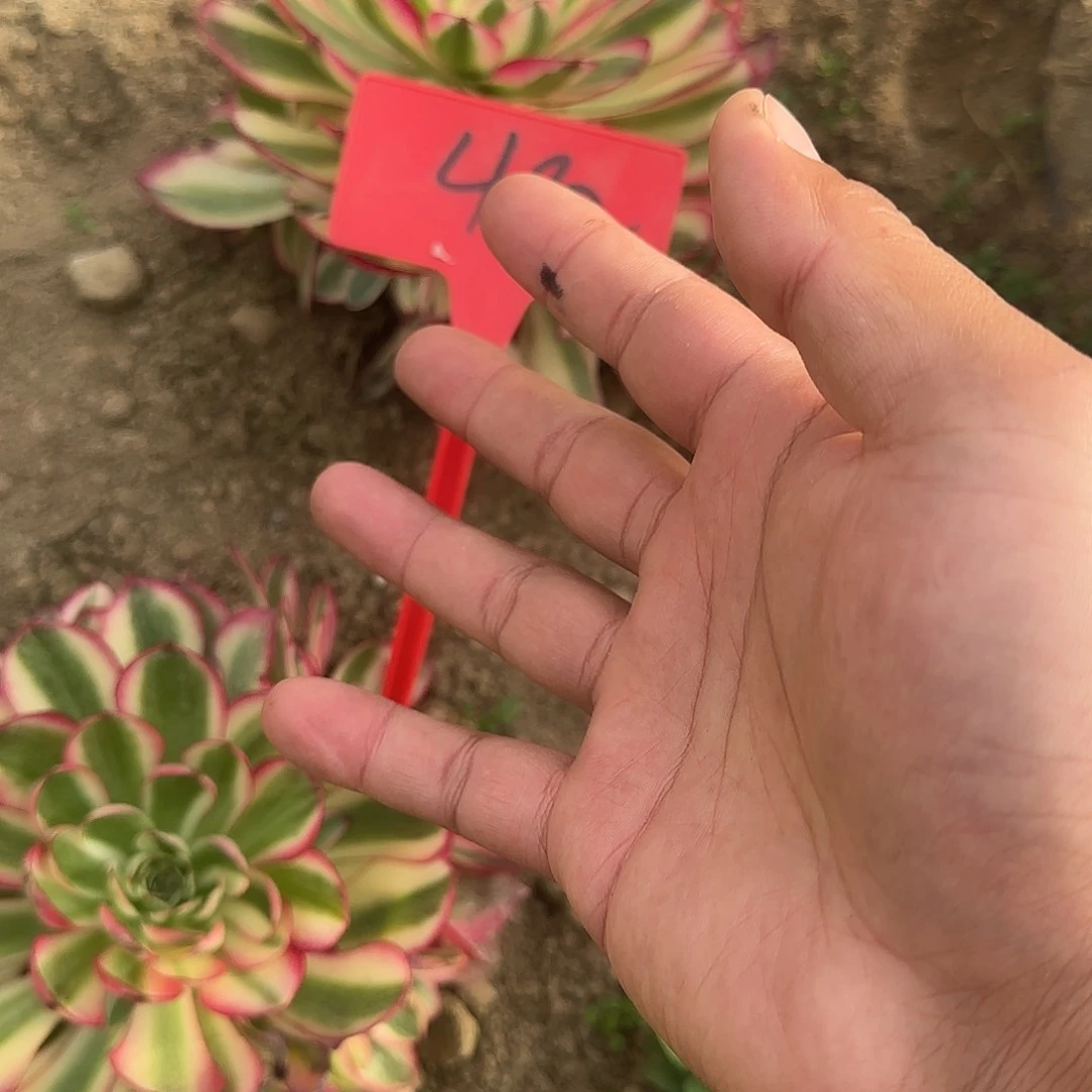 ◝****淡462倾城多肉哦哦哦