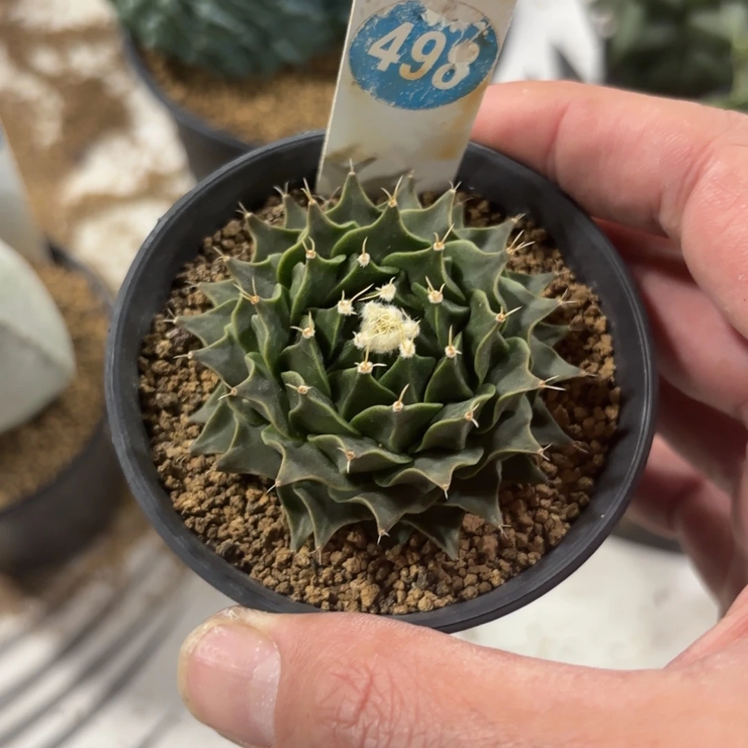 498实生帝冠带盆带土