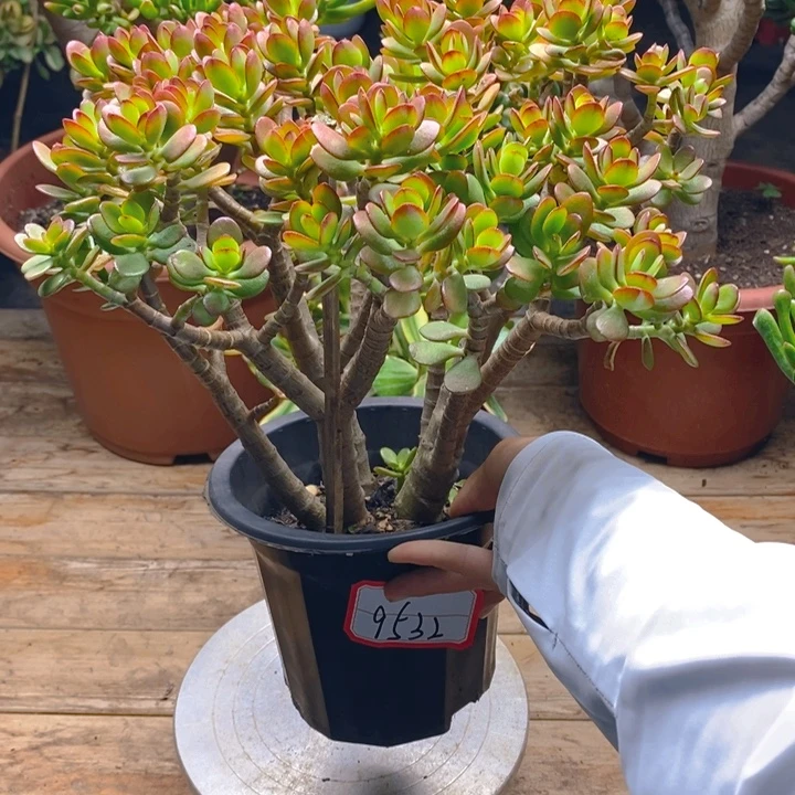 9532姬红花月一物一拍带盆土