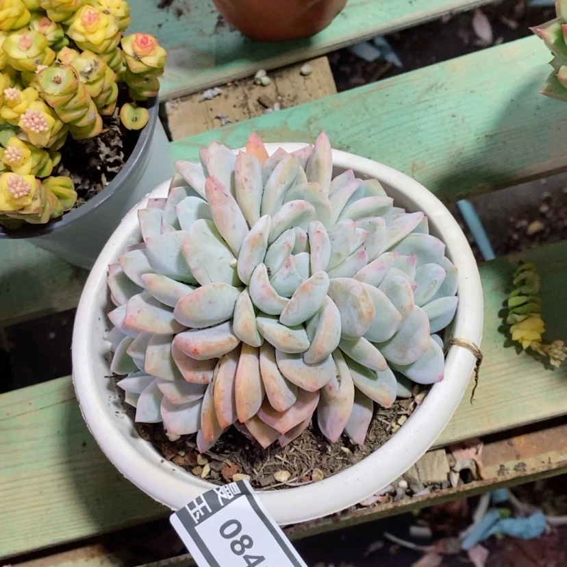 【闪购商品】橙梦露朵朵缀0840