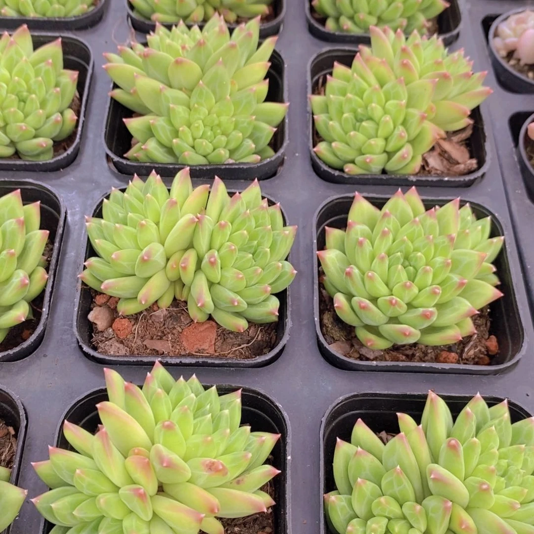 134-精品母本甲骨文双头一个