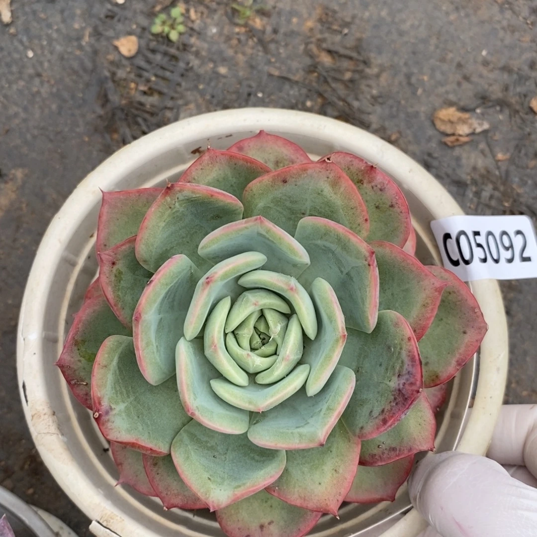 5092香妃一物一拍