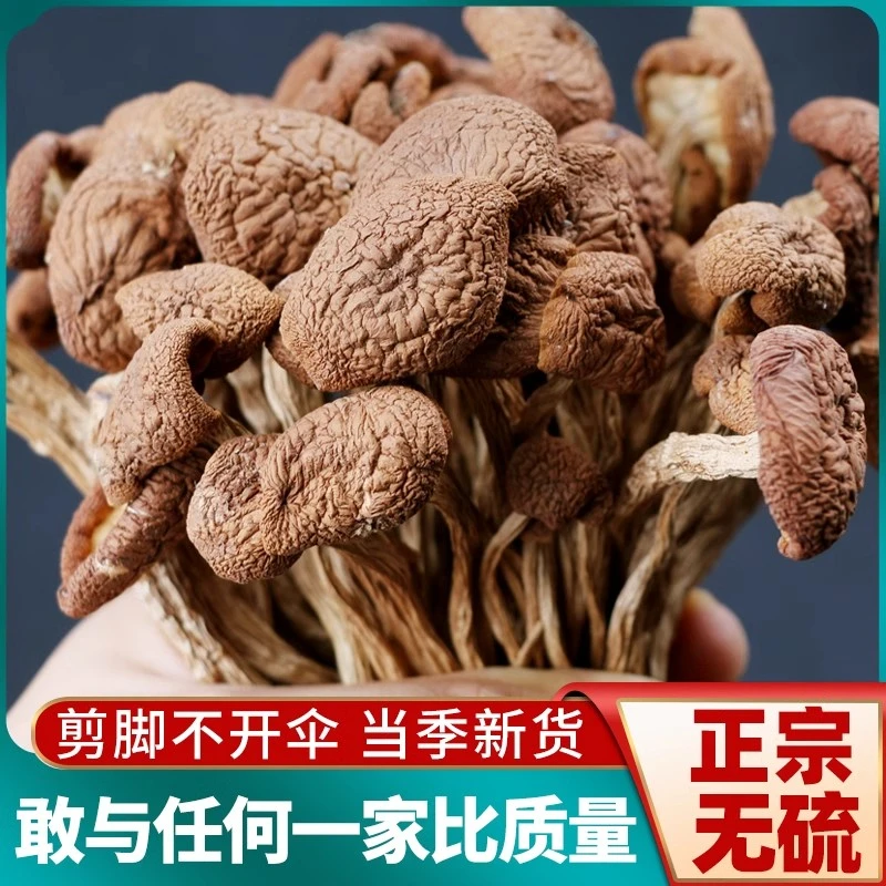 [深山精品茶树菇]茶树菇干货新货古田自种无熏染煲汤食材菌菇