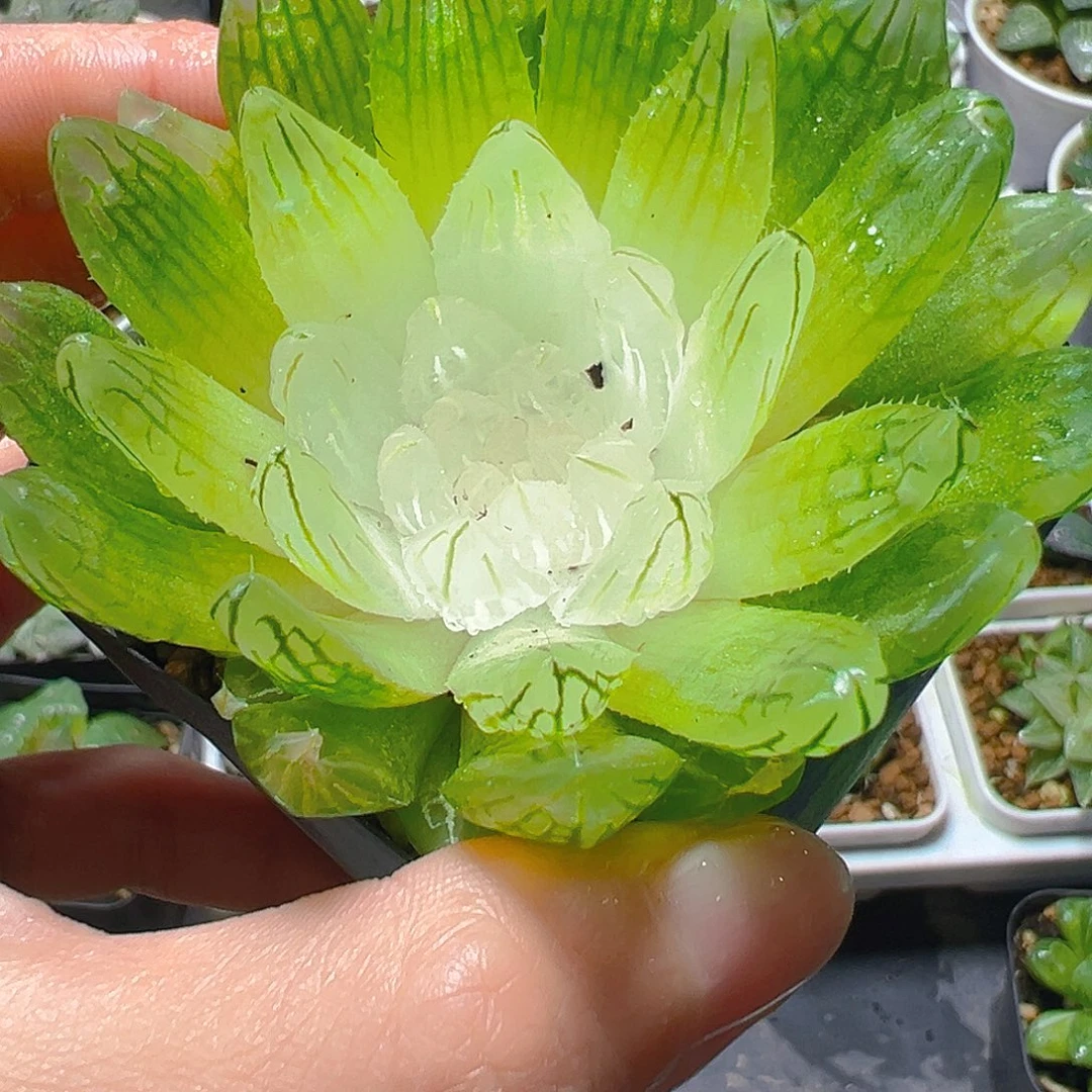 白娘子多肉多肉多肉