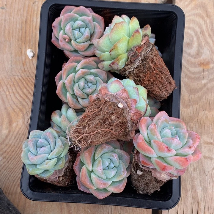 …**舟小精控冰玉一物一拍