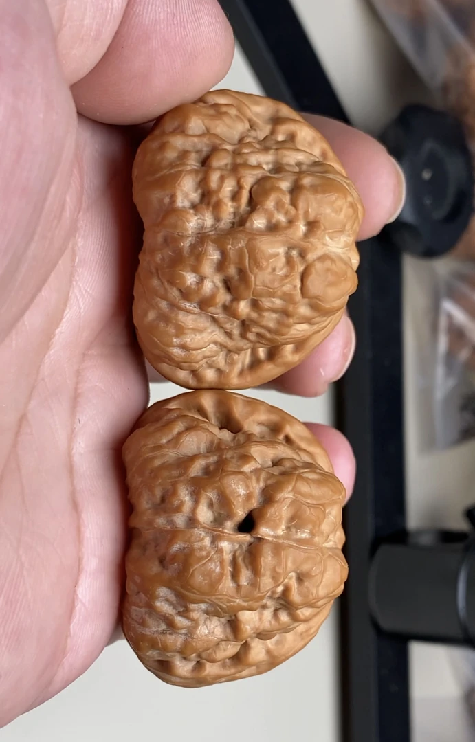 毕业款延庆金蟾蛤蟆，全品无瑕疵！文玩核桃