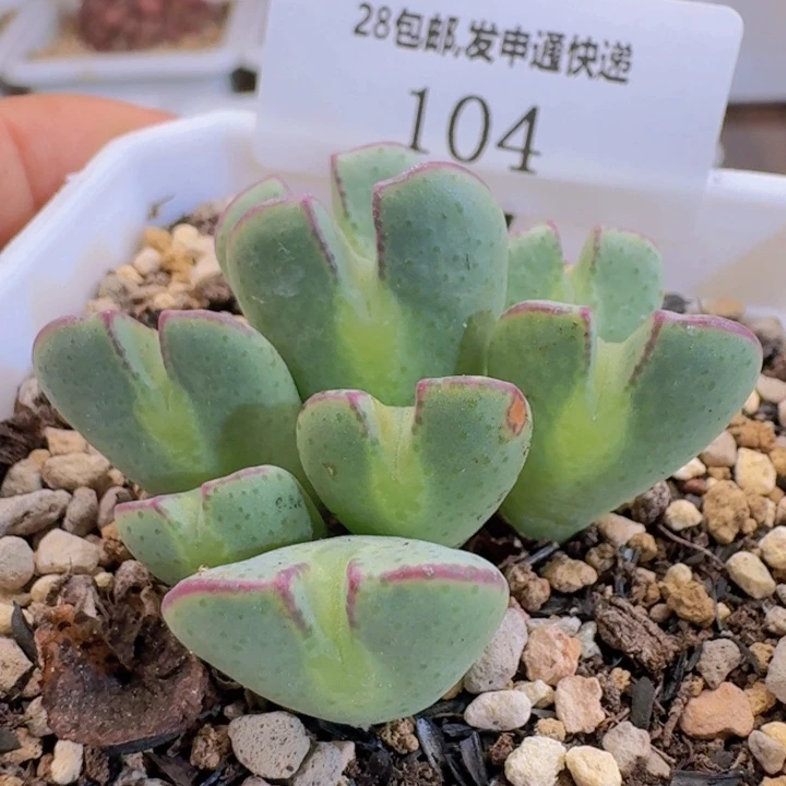 104。