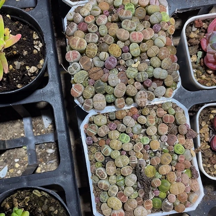 生石花带盆土发货