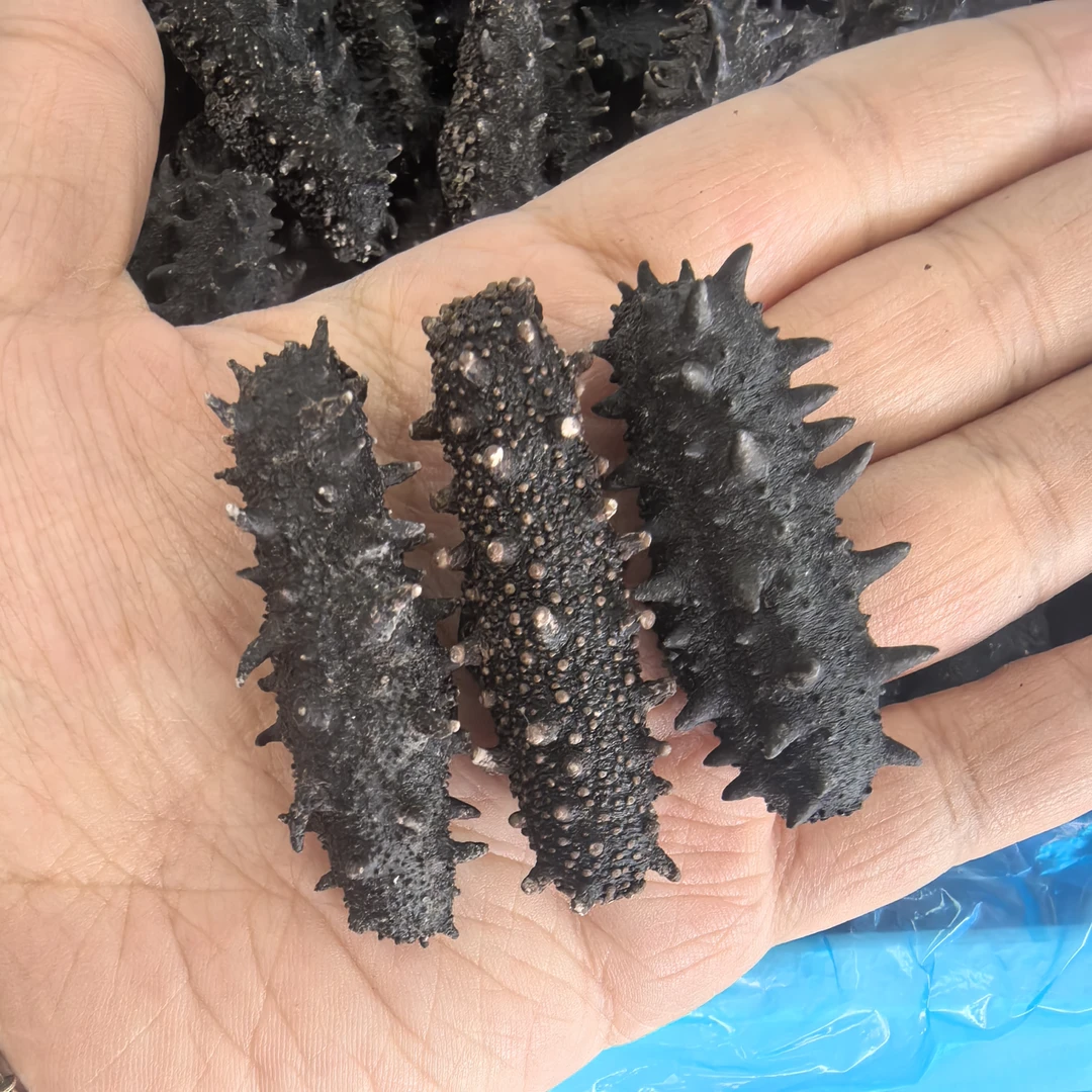 【高品质】大连海参辽参淡干海参高品质辽参不压称60头左右/斤250G