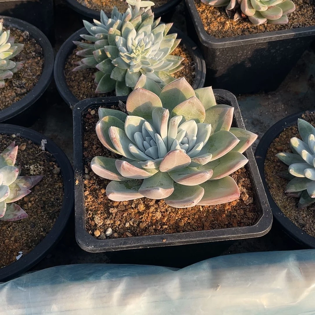 晨溪园艺仙女杯呀