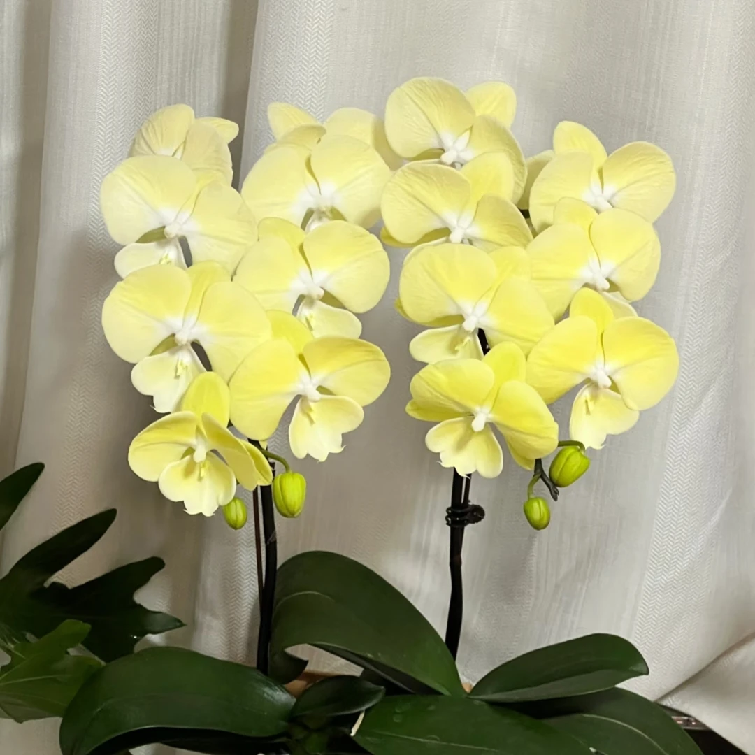 （星月）蝴蝶兰出梗苗发货3.5寸杯返祖不售后不拍保温冻坏不赔