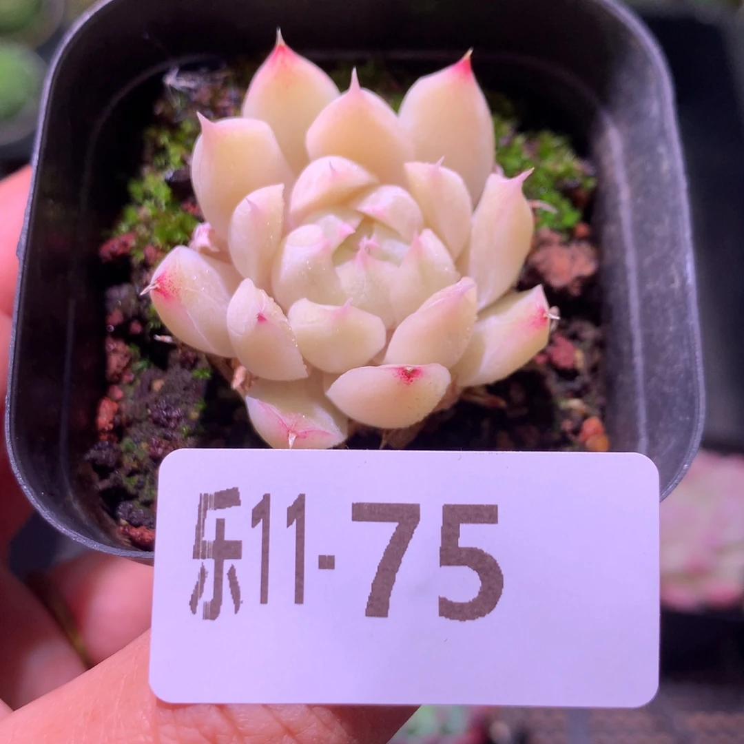 乐然11-75 紫霞仙子