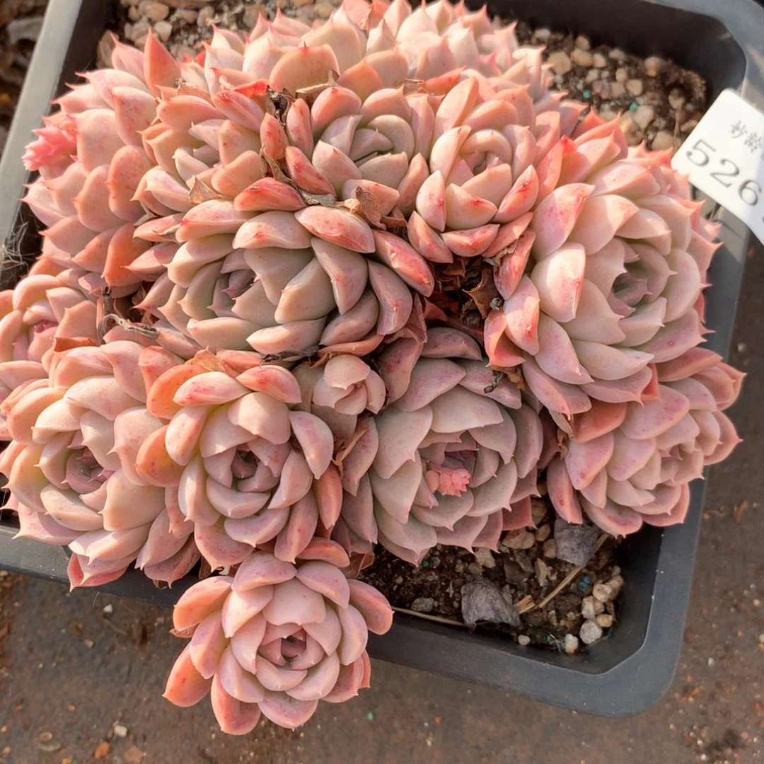 5267杂交多肉植物基地