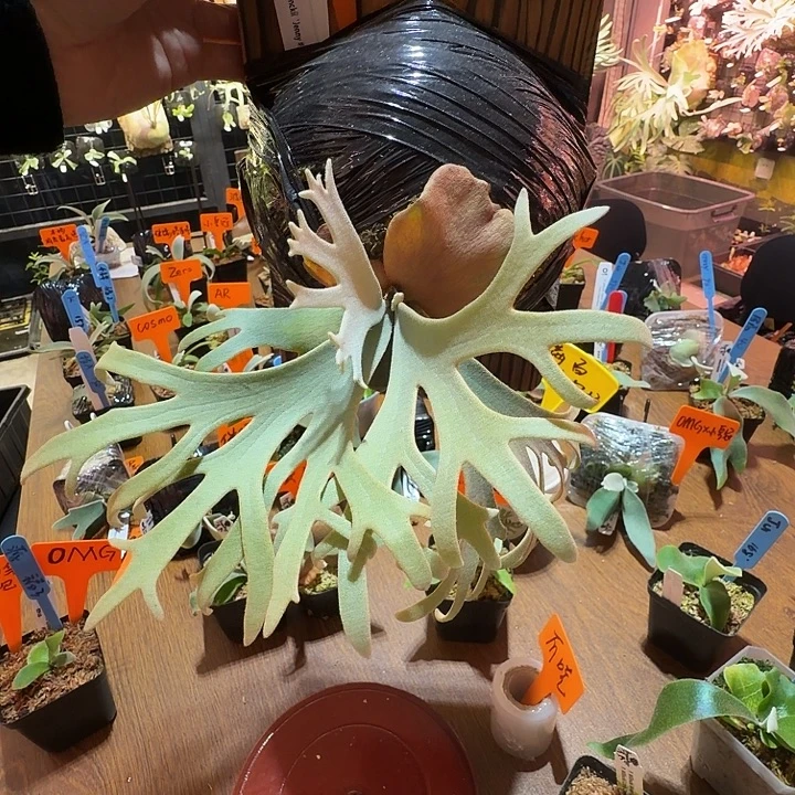 无花朵鹿野直播间竞拍珍妮