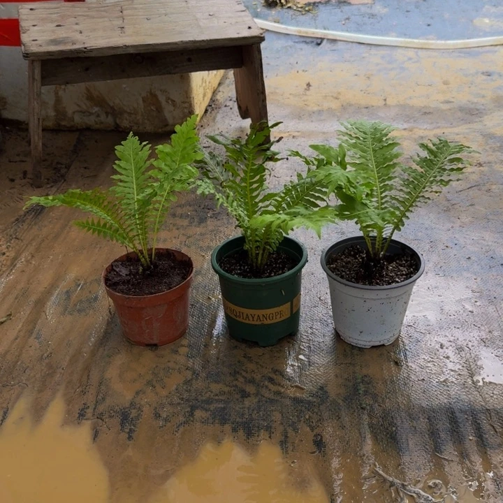 圈***仔不开花植物3颗迷你13一颗