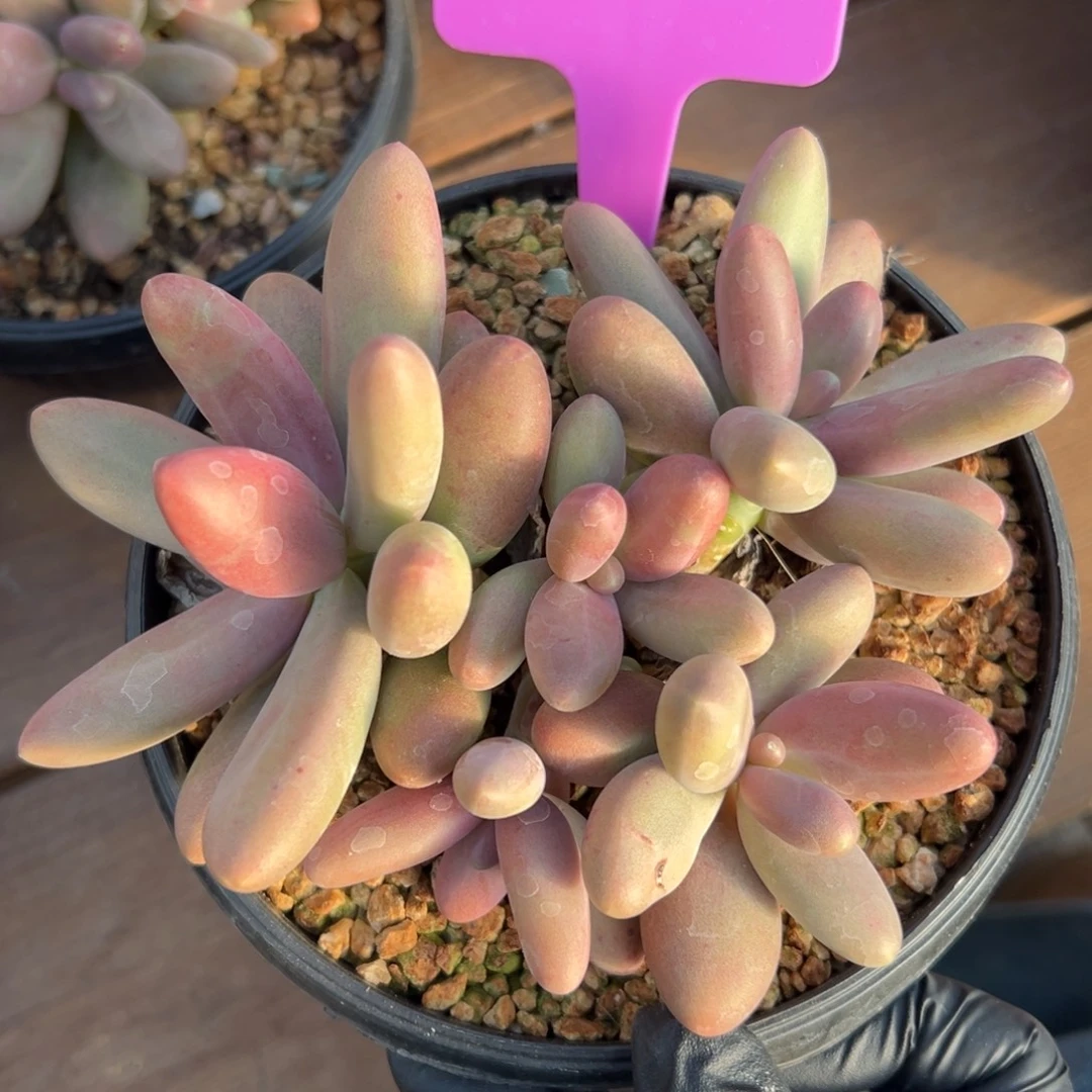 糖果美人111111111111