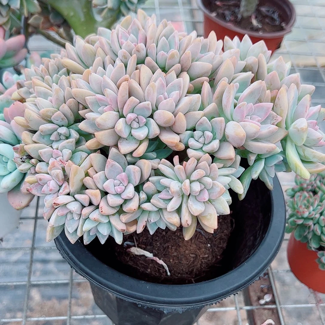 淡雪缀  棒棒糖型